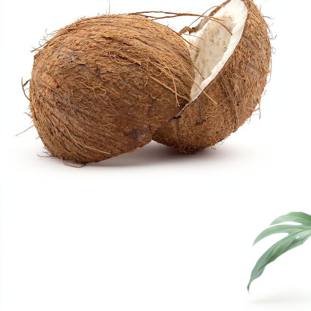 ดินมะพร้าวอบแห้งเกรดพรีเมียม ส - Substrate Coconut Fiber บทวิจารณ์และราคา